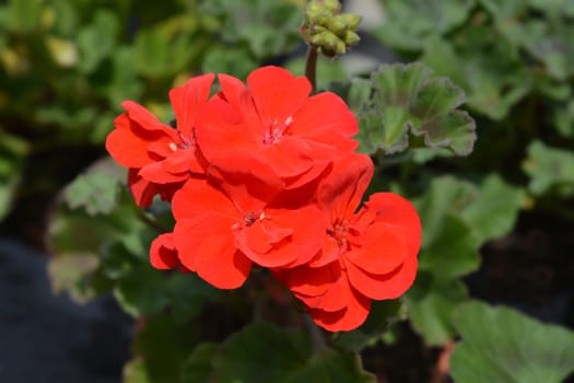 Red Horse-shoe pelargonium - Latin name - Pelargonium zonale