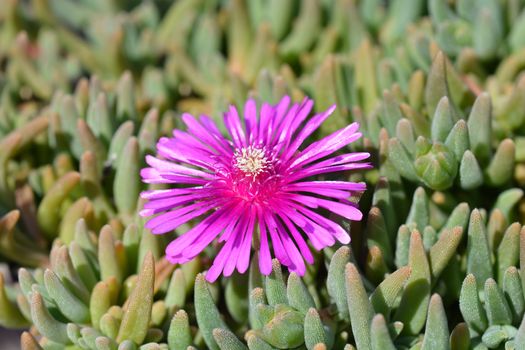 Trailing Iceplant pink flower - Latin name - Delosperma cooperi