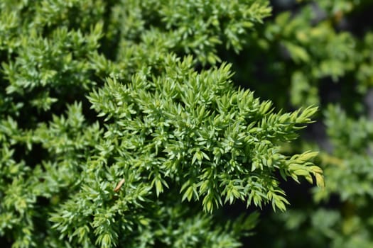 Japanese garden juniper - Latin name - Juniperus procumbens Nana