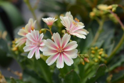 Siskiyou lewisia - Latin name - Lewisia cotyledon