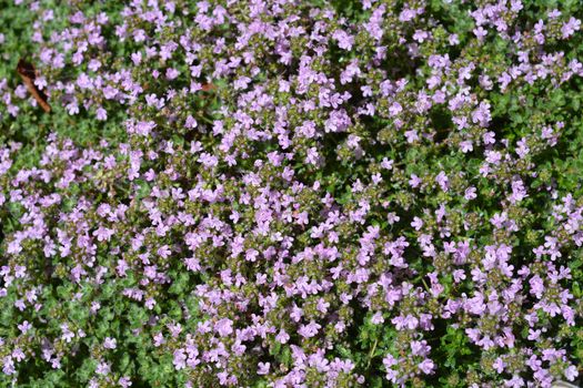 Pink wild thyme flowers - Latin name - Thymus polytrichus