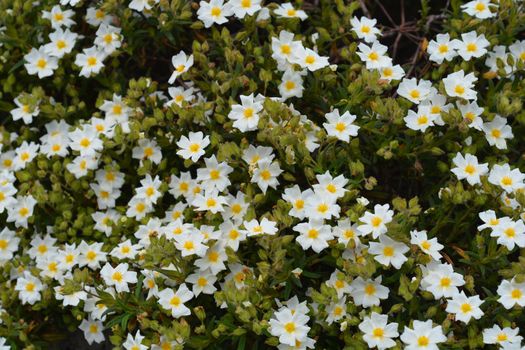 Narrow-leaved cistus white flowers - Latin name - Cistus monspeliensis
