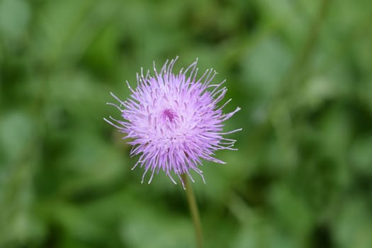 Single-flowered sawwort flower - Latin name - Klasea lycopifolia (Serratula lycopifolia)