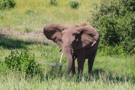 An old elephant in the savannah of Samburu Park in central Kenya