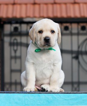 the little labrador puppy on a blue background