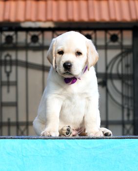 a little labrador puppy on a blue background