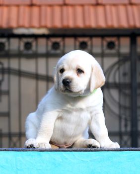 little labrador puppy on a blue background