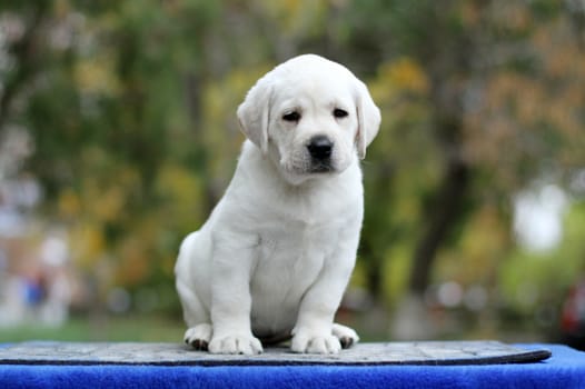 sweet little labrador puppy on a blue background