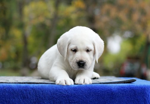 the sweet little labrador puppy on a blue background