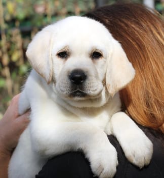 the yellow labrador in the hands portrait