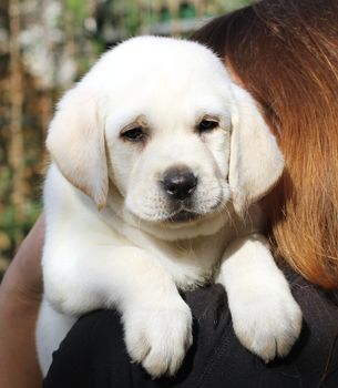 a yellow labrador in the hands portrait