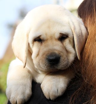 yellow labrador in the hands portrait