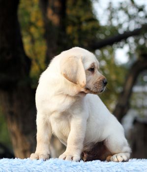 the lovely sweet little labrador puppy on a blue background