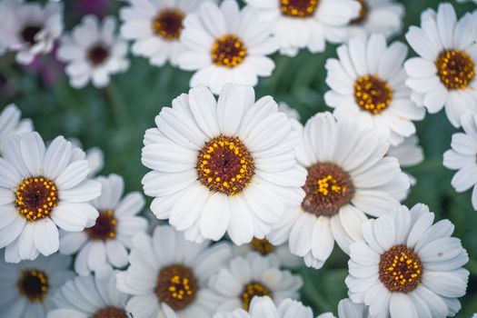 The name of these flowers is Swamp chrysanthemum.Scientific name is Leucanthemum paludosum.