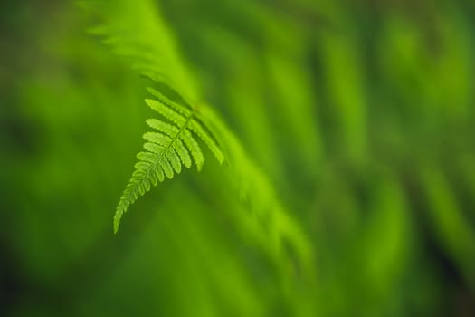 Green fern leaves on soft background. Forest plant Dryopteris filix-mas macro view. Selective focus.