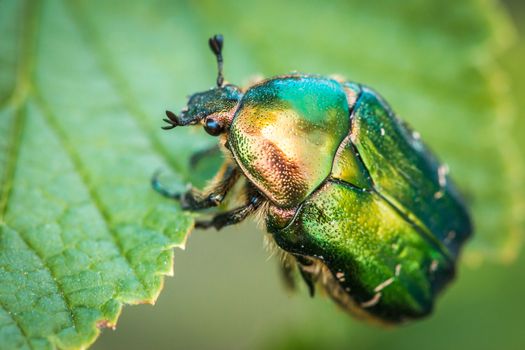 Cetonia aurata, called the rose chafer or the green rose chafer.