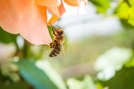 Beautiful honey bee extracting nectar from rose flower with buds on green leaves background.