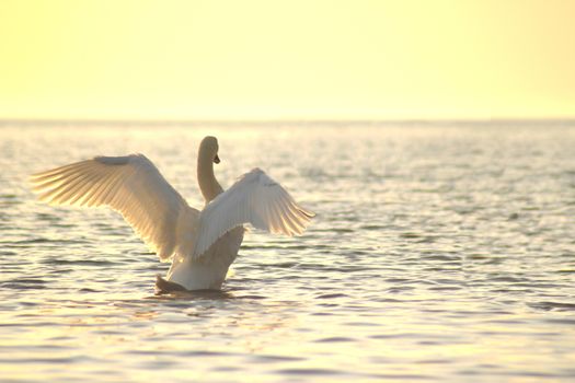 white swan spread its wings. Shot at sunset in golden hour on the sea wave.