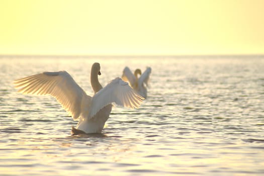 Two white swans spread its wings. Shot at sunset in golden hour on the sea wave. Free space.