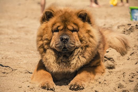 Beautiful specimen of Akita dog with orange fur on the sand of the beach