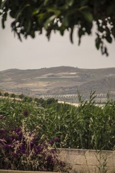 Hilly Sicilian rural landscape during the summer periosa in Marina di Butera