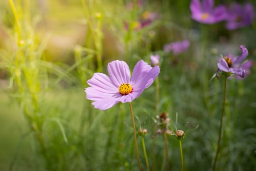 The background image of the colorful flowers, background nature