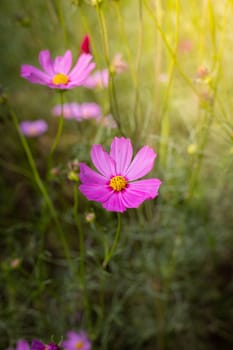 The background image of the colorful flowers, background nature