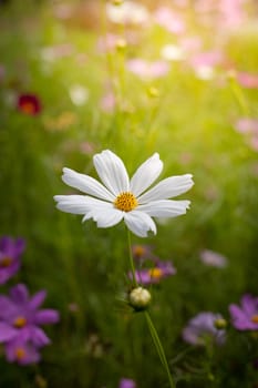 The background image of the colorful flowers, background nature