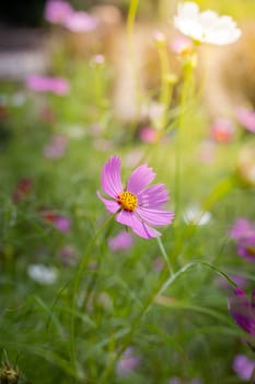 The background image of the colorful flowers, background nature