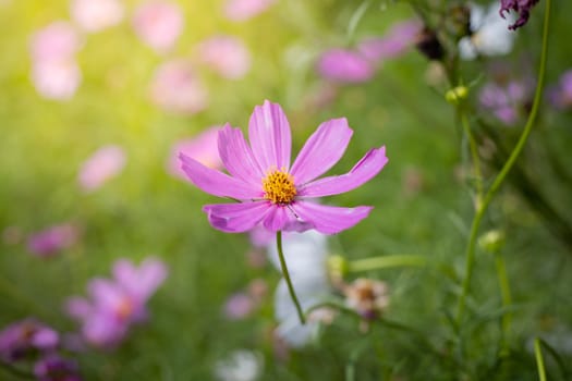 The background image of the colorful flowers, background nature