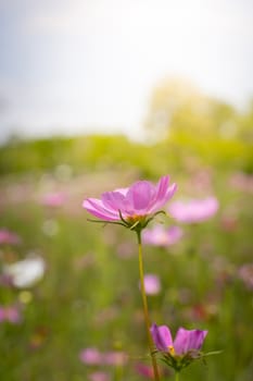The background image of the colorful flowers, background nature