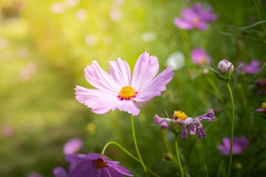 The background image of the colorful flowers, background nature