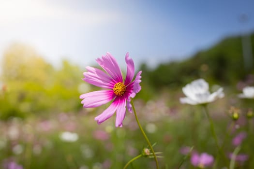 The background image of the colorful flowers, background nature