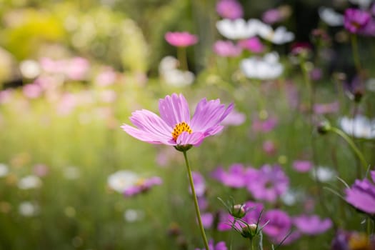 The background image of the colorful flowers, background nature
