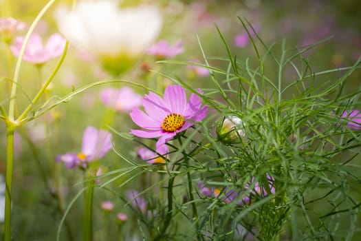 The background image of the colorful flowers, background nature