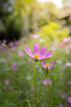 The background image of the colorful flowers, background nature