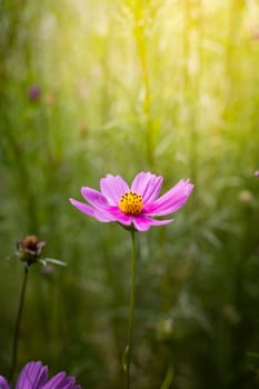 The background image of the colorful flowers, background nature