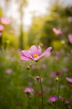 The background image of the colorful flowers, background nature