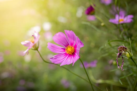 The background image of the colorful flowers, background nature