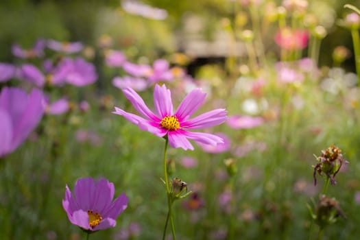 The background image of the colorful flowers, background nature