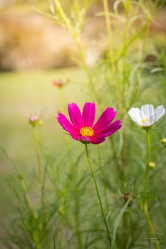 The background image of the colorful flowers, background nature