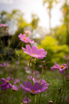The background image of the colorful flowers, background nature