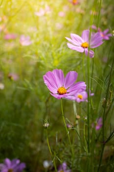 The background image of the colorful flowers, background nature