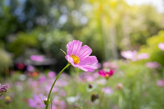 The background image of the colorful flowers, background nature