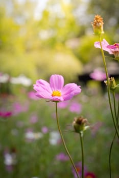 The background image of the colorful flowers, background nature
