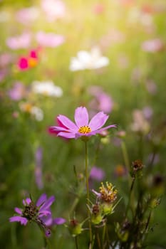 The background image of the colorful flowers, background nature