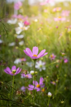 The background image of the colorful flowers, background nature