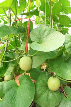 Young of green melons hanging on tree.