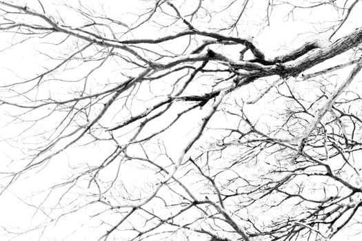 Branching off. Organic White Background