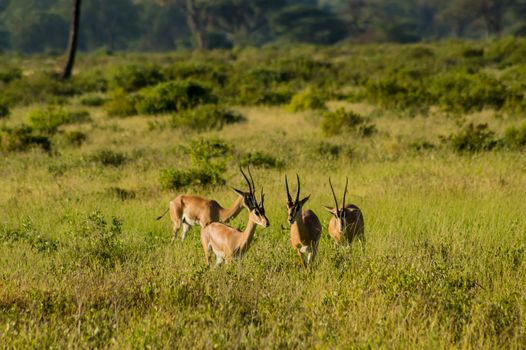 Young female antelope in the savannah of Samburu